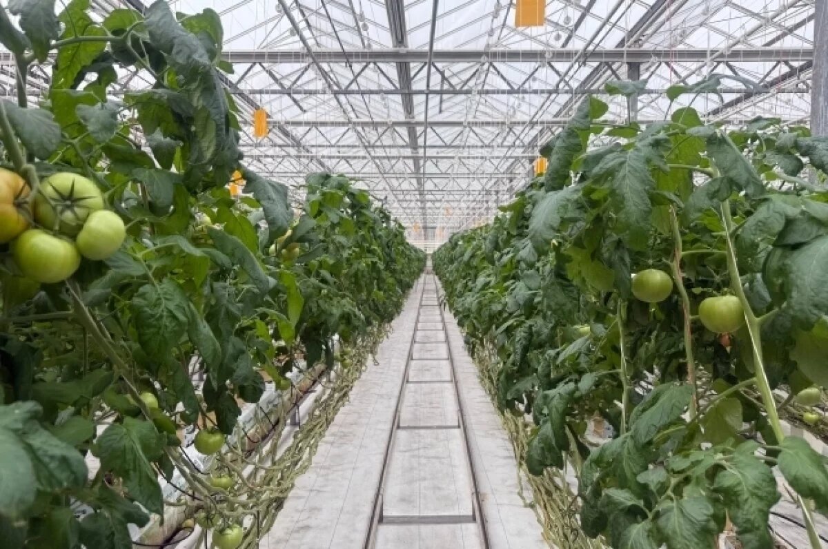    ИИ помогает «Тепличному» прогнозировать урожайность