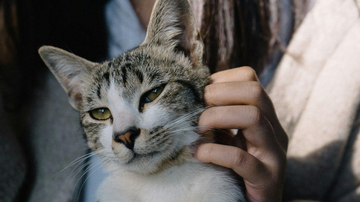    Спецрейс из Абу-Даби доставил в Афины более сотни человек и их питомцев