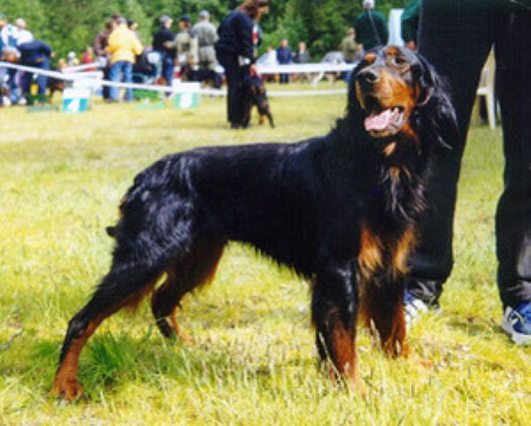 Гордон. Источник: https://ru.wikipedia.org/w/index.php?.