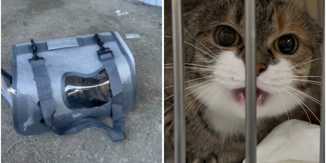 Кошку в закрытой переноске выбросили в мусорный бак. Дашенька