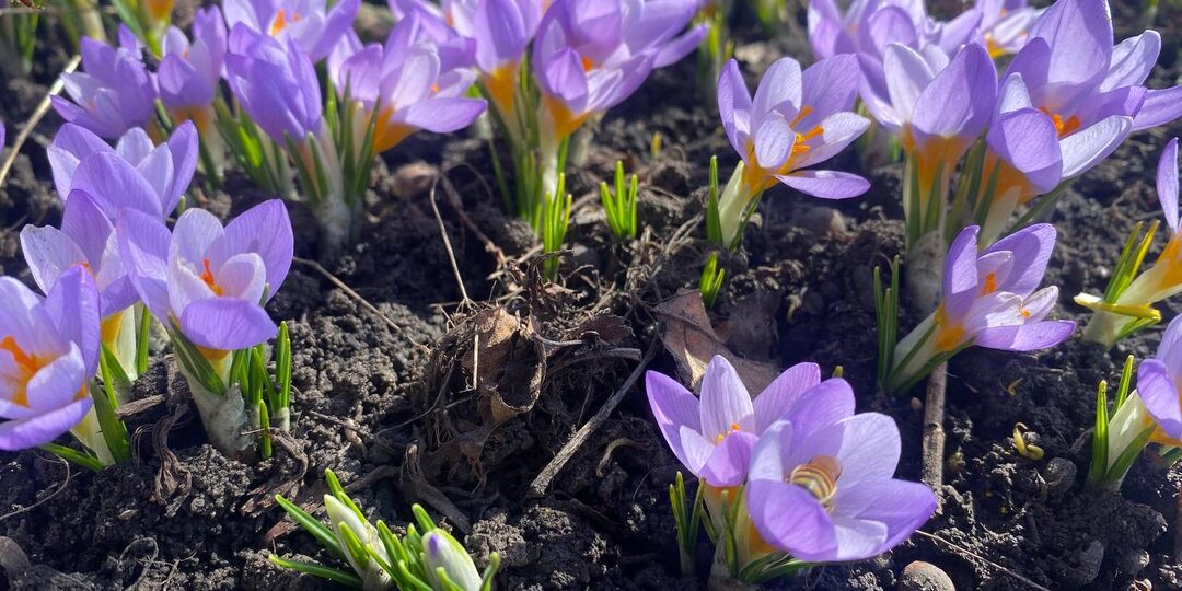 Что проверить в саду сразу после схода снега: список для плодовых и хвойных