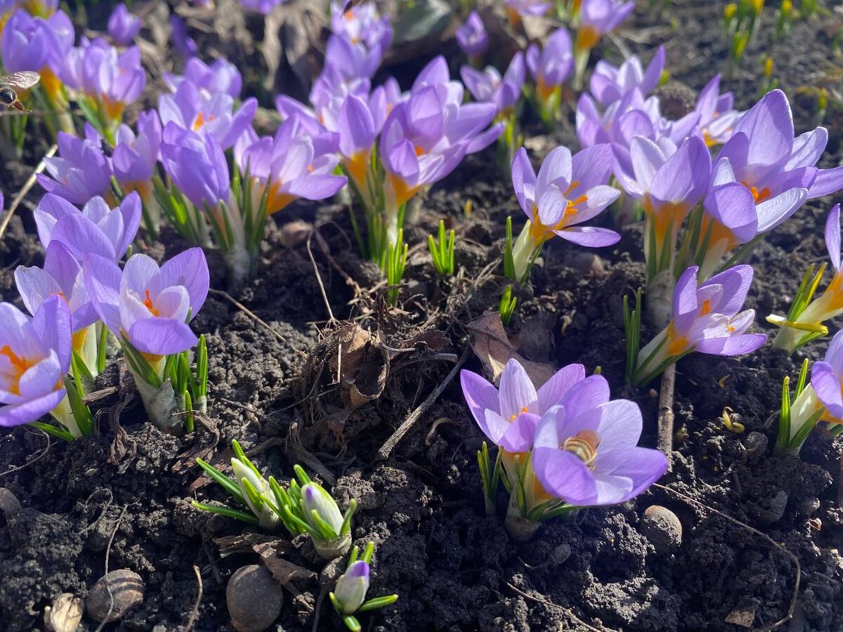 фото из чата Дачного агронома