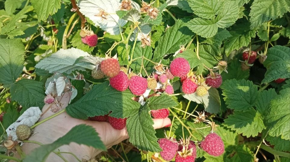 Весенняя обрезка малины: как за 15 минут обеспечить себе богатый урожай