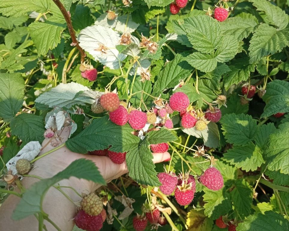 урожай ученицы Дачного агронома