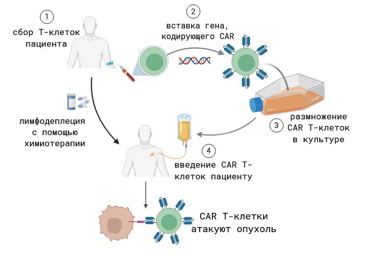Создано при помощи BioRender.com