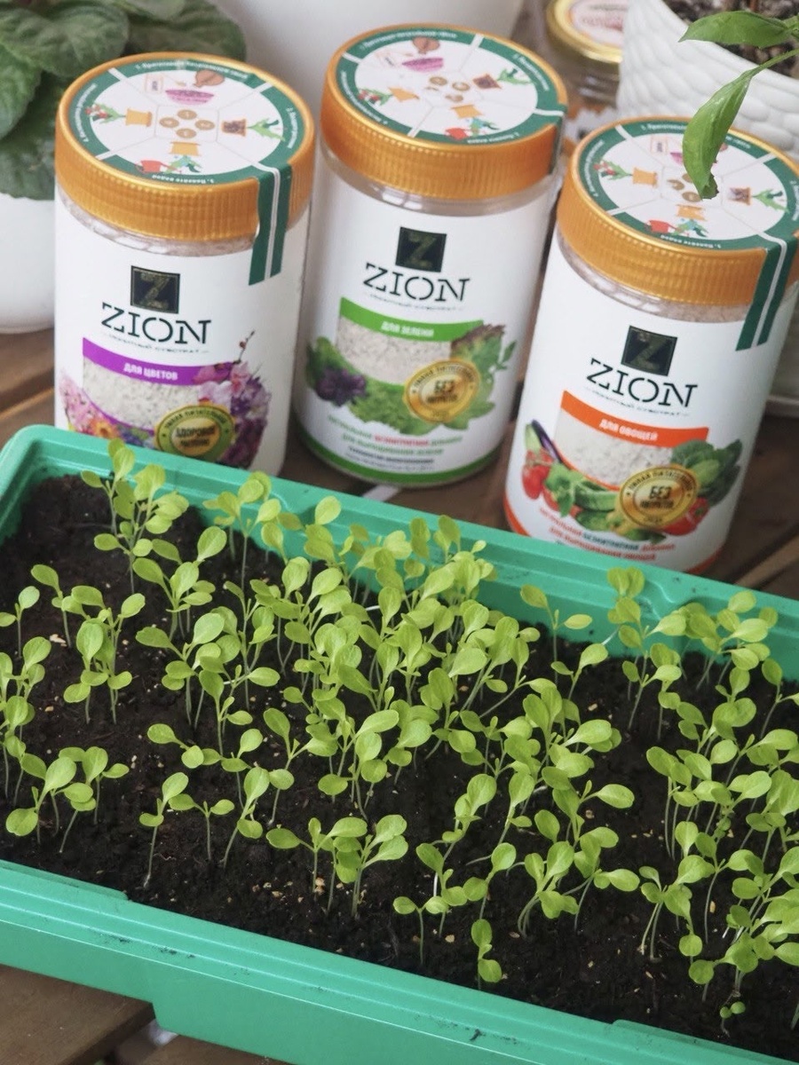 как сделать рассаду крепкой и здоровой