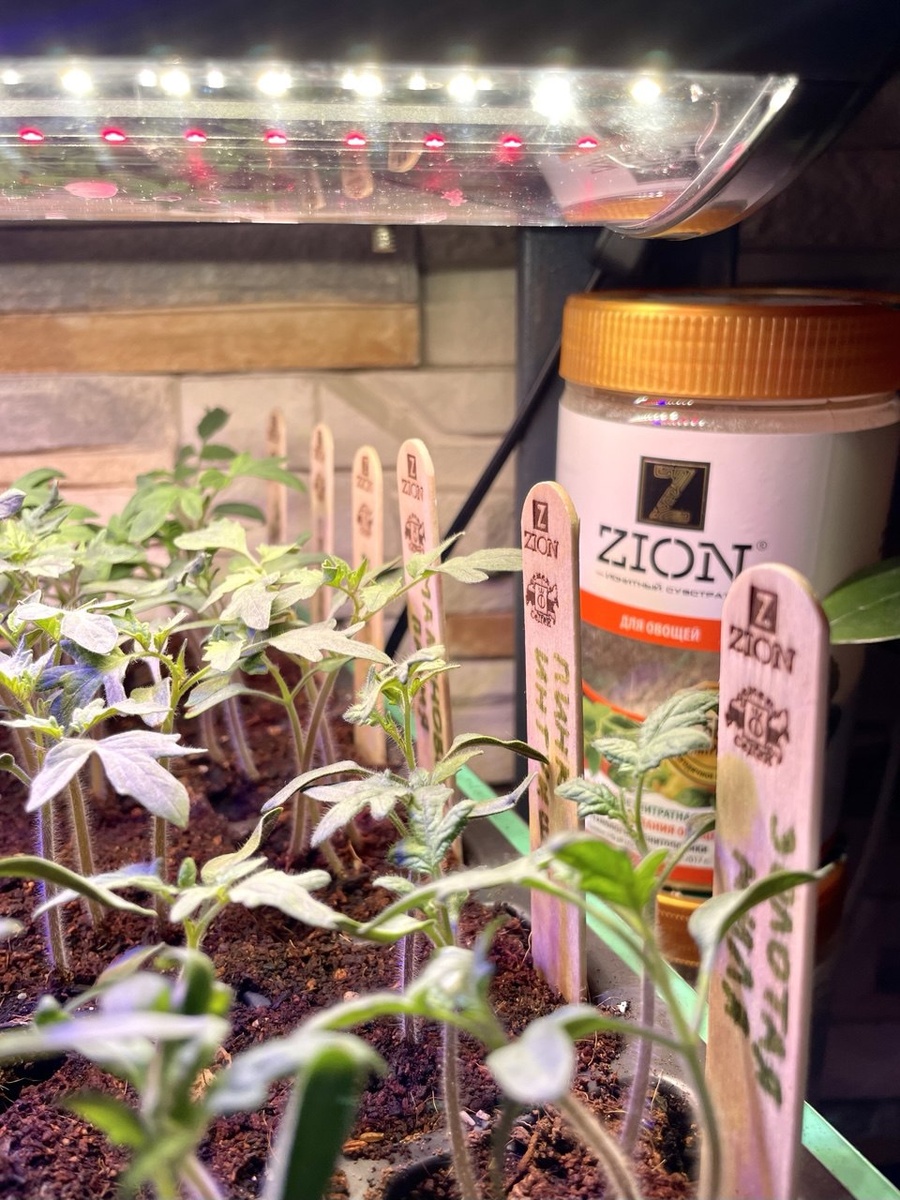 почему рассада вытягивается и тонкая