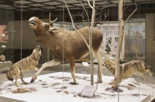 Волки и лось. 