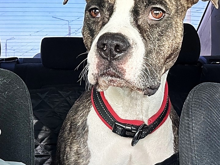 Новый дом для преданного сердца ❤️‍🩹