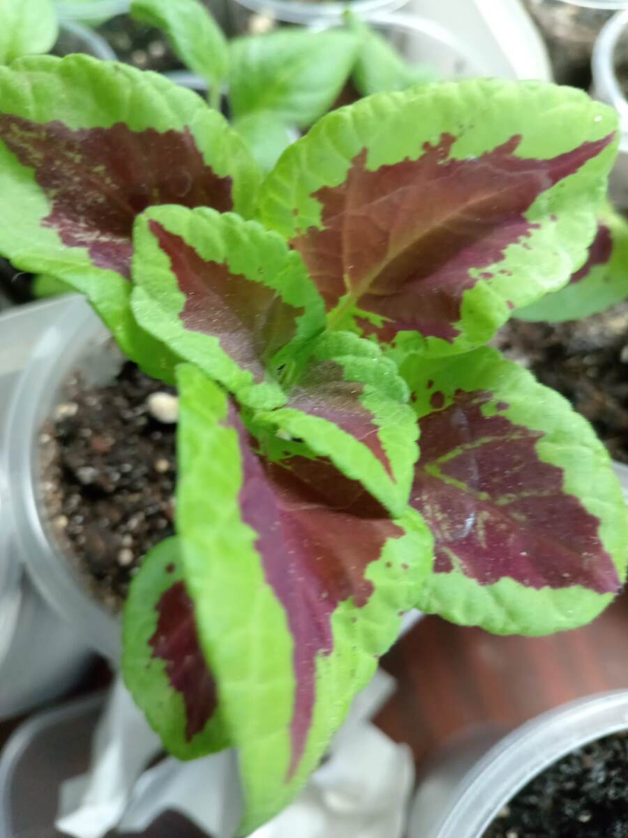 Подарили мне такого красавца. Жду мая, чтобы отправить на дачу