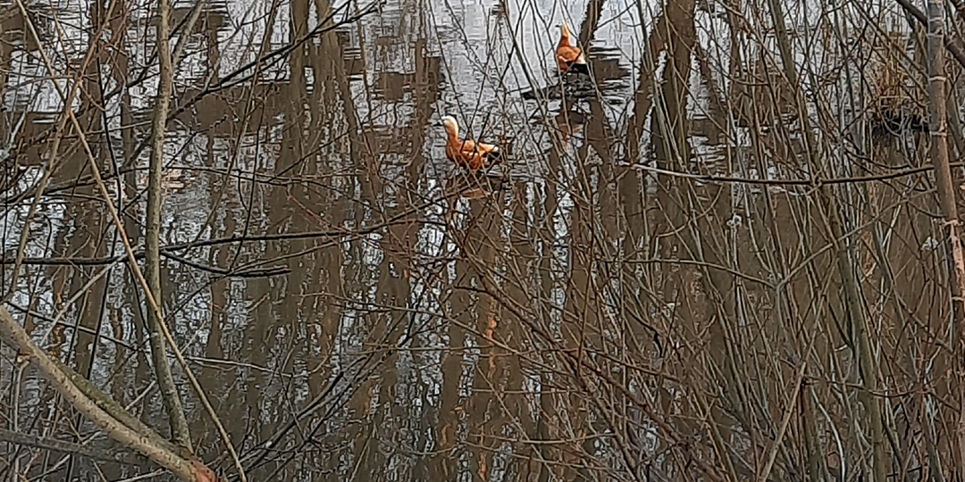 Утиная суета на Яузе