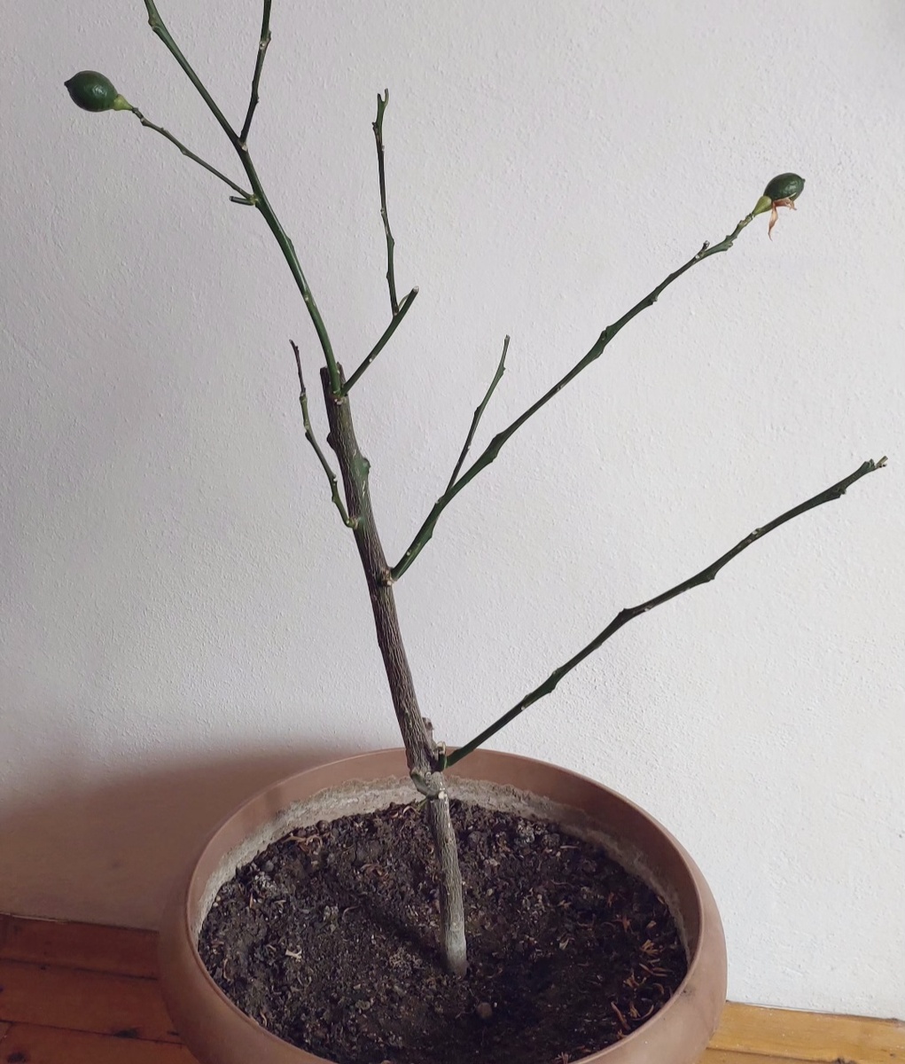 Ни одного листика