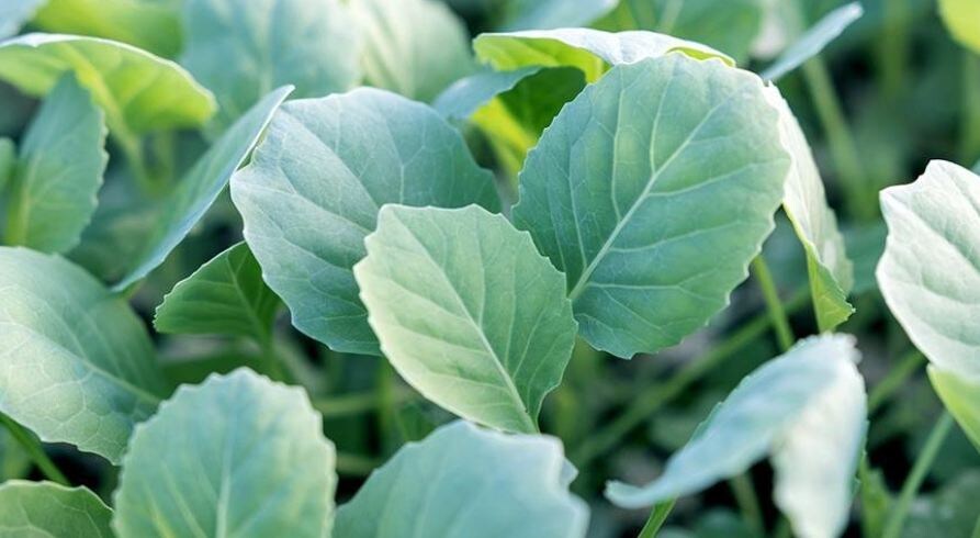 Посев капусты в марте в неотапливаемую теплицу