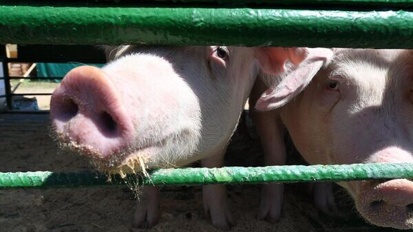    © Sputnik / Виктор Толочко