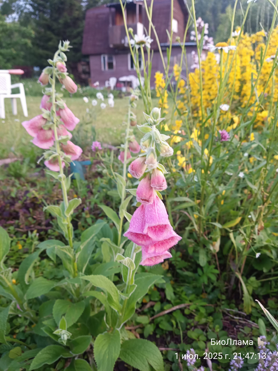 Наперстянка земляничная, или мертонская, зацвела на второй год