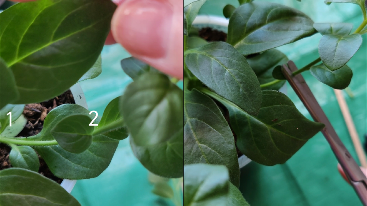 Прищипка боковых побегов