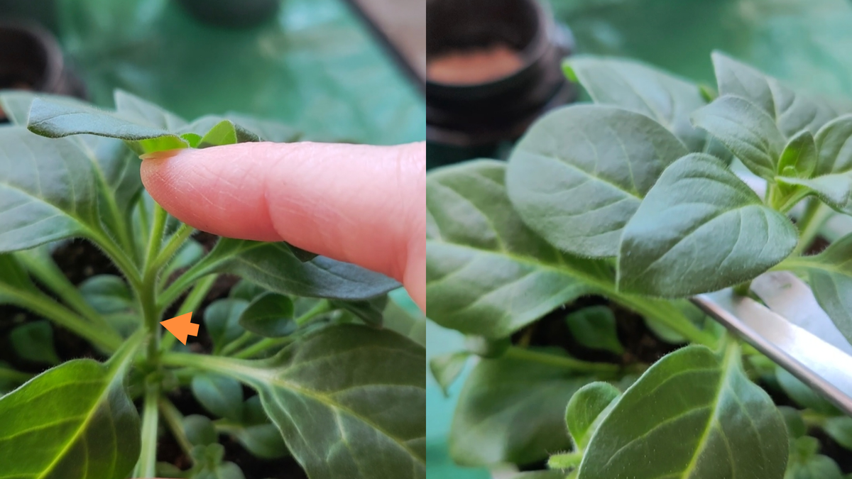 Прищипка центрального побега