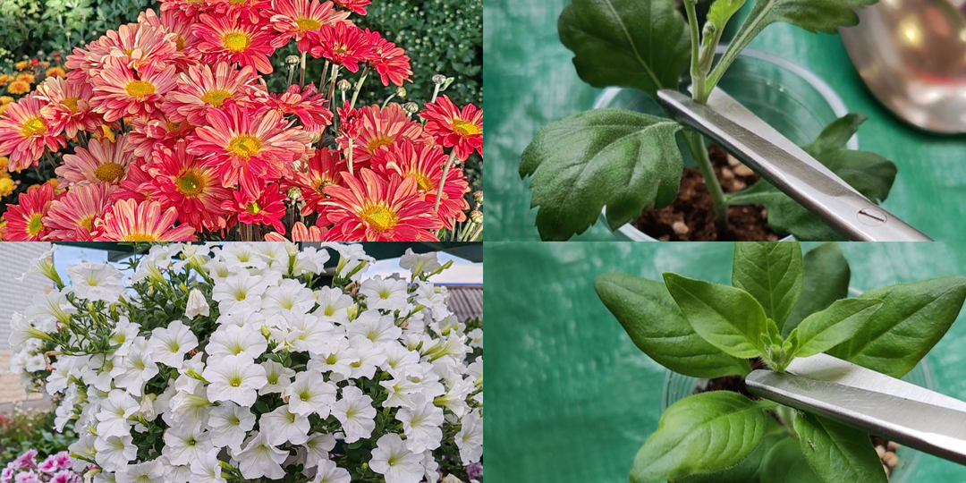 Секреты пышного цветения: формирую петунии, хризантемы и тунбергию