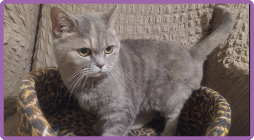 Кошка Фиби, очень избирательная в еде.