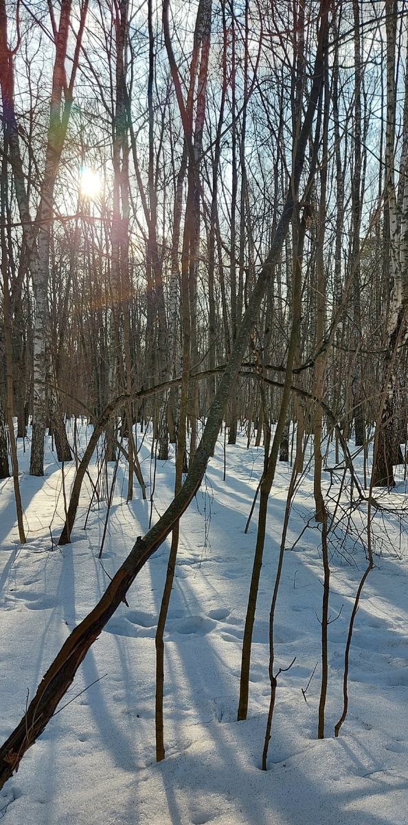 Парковый пейзаж. Фото автора канала.