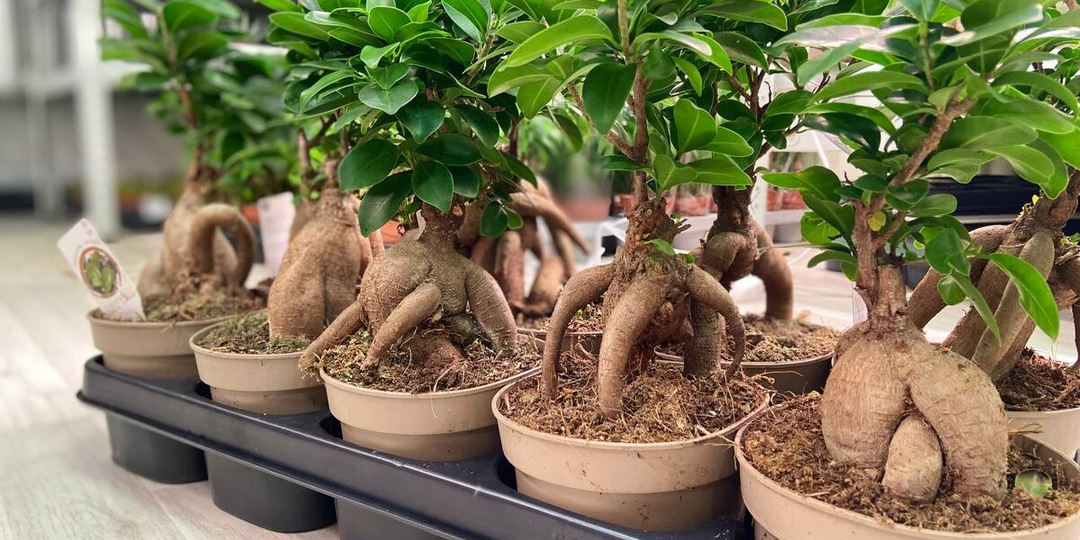 Ваш «бонсай» из супермаркета на самом деле обычный пень с прививкой.