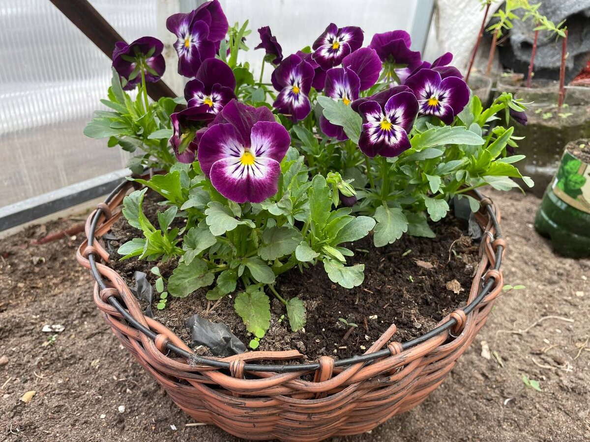 Виолы. Фото автора 