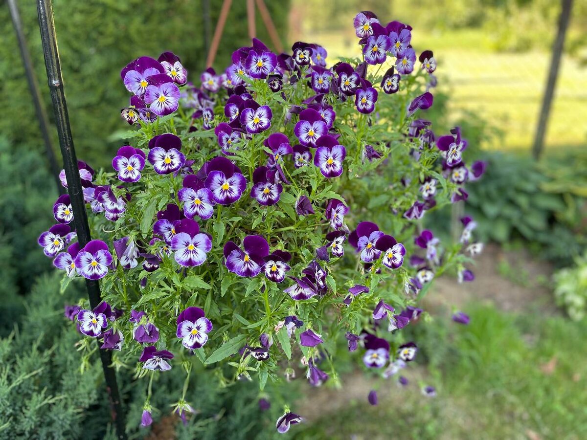 Виолы в кашпо. Фото автора 