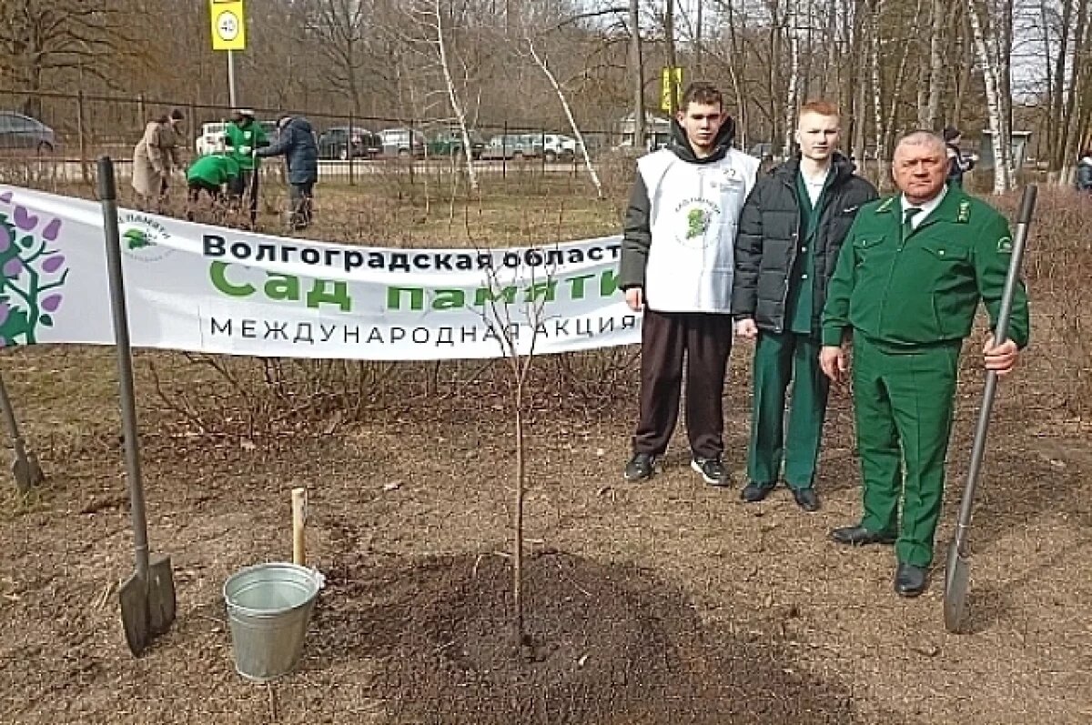    Клон сталинградского тополя высадили во Фролово в рамках акции «Сад памяти»