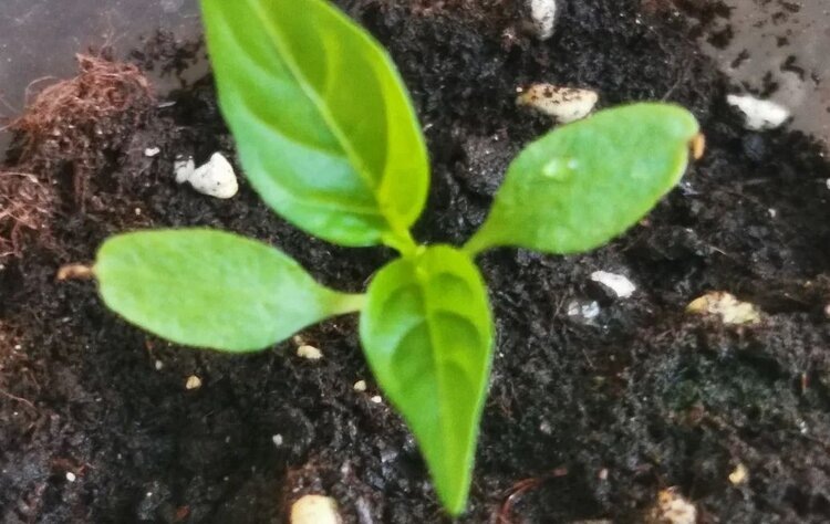    Фото: Лукьянов Дмитрий, AgroXXI.ru