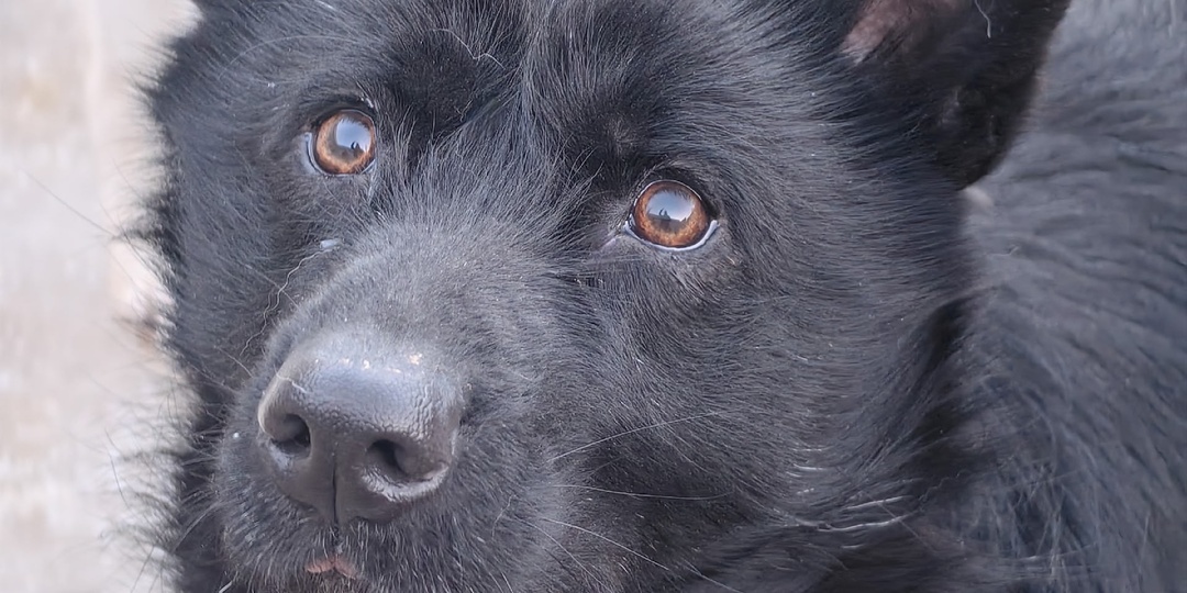 С дворнягой ходить - только позориться!