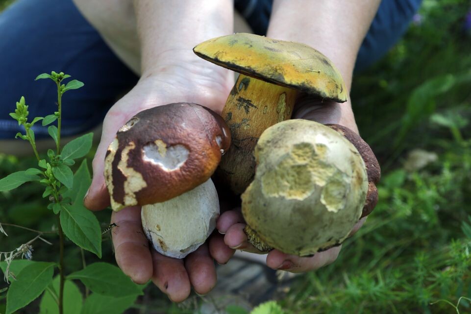    Медиасток.рф