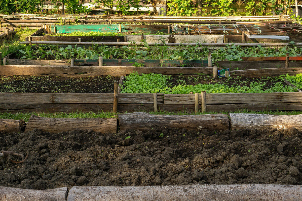    Грядки 123RF/legion-media.ru
