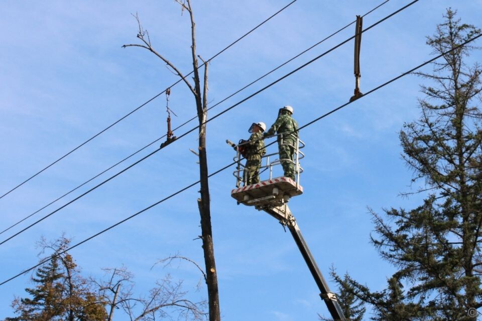    Снос аварийных деревьев в Барнауле. Источник: barnaul.org