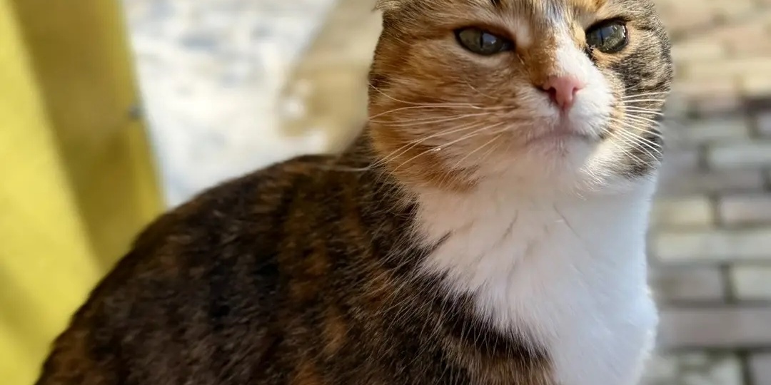 Стихи о весне - детям