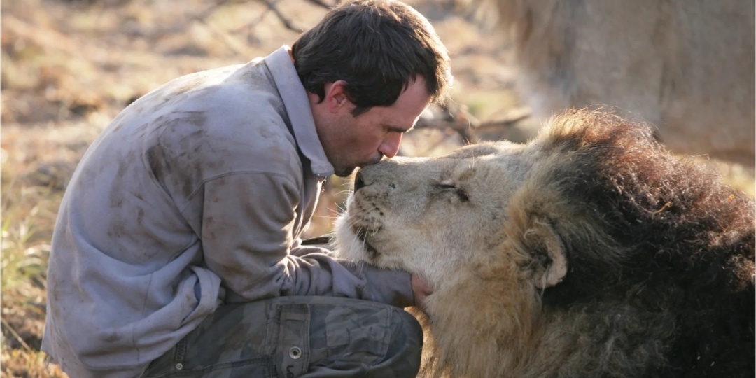 Сторожа зоопарка дед Макара днём боялись, а ночью он тайком подкормливал льва. А он отблагодарил когда это было необходимо больше всего