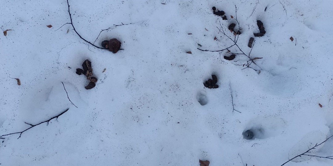 Весна показала: Кострома снова утонула в «собачьих сюрпризах»