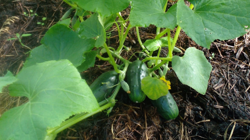    фото smilekaluga.ru