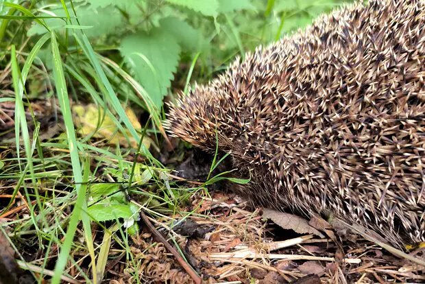    Источник: lenta.ru/ Ольга Селиванова