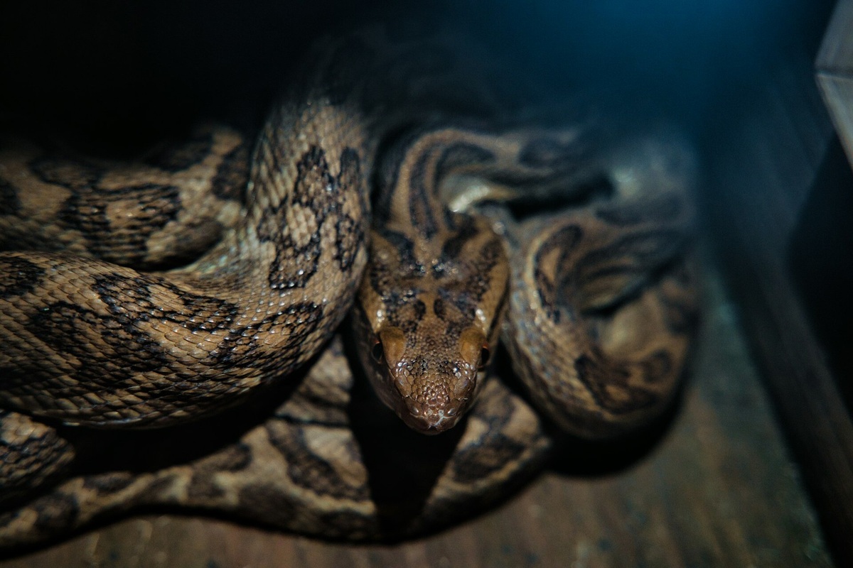     Метаболиты питонов могут стать альтернативой препаратам для снижения веса