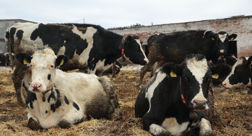 В Козихе Новосибирска начали убой скота, а въезд в деревню перекрыли