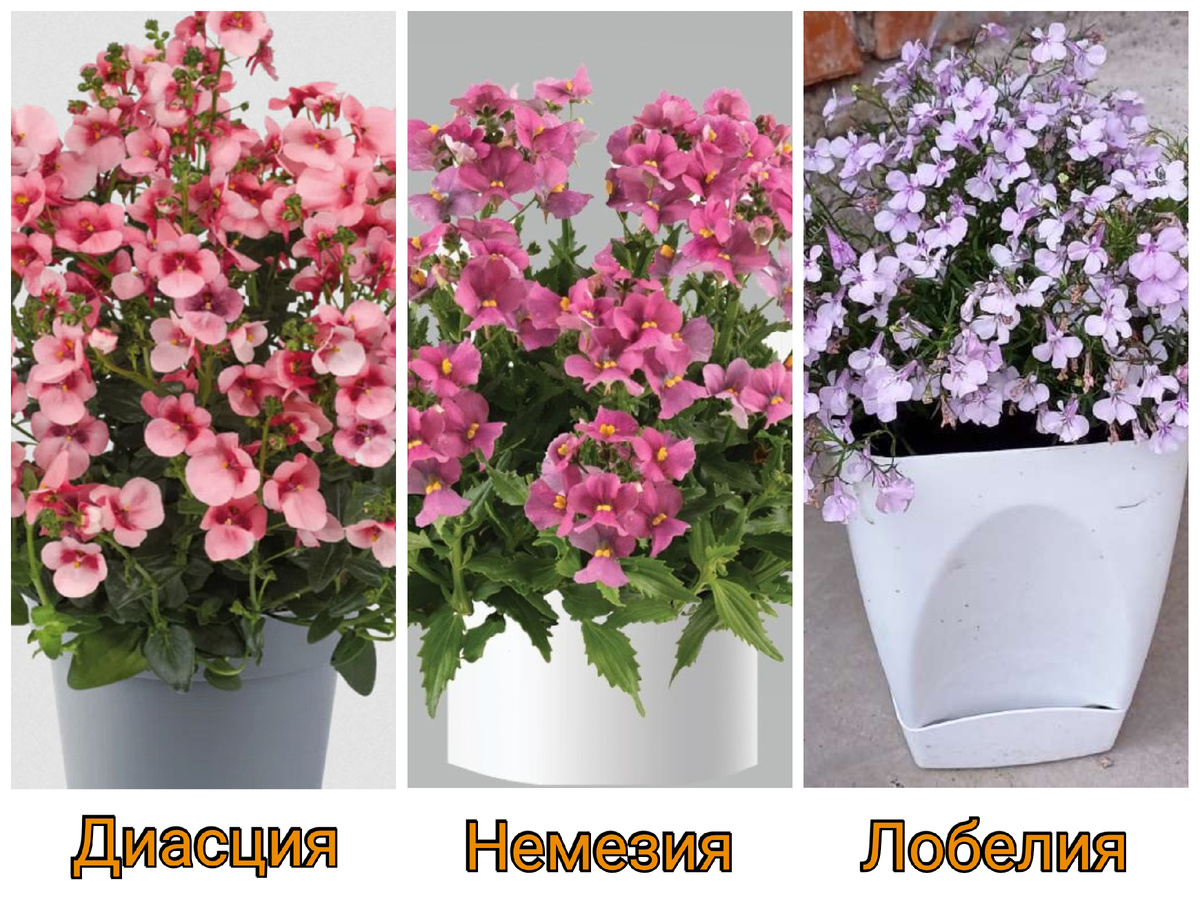 Цветы похожие на диасцию