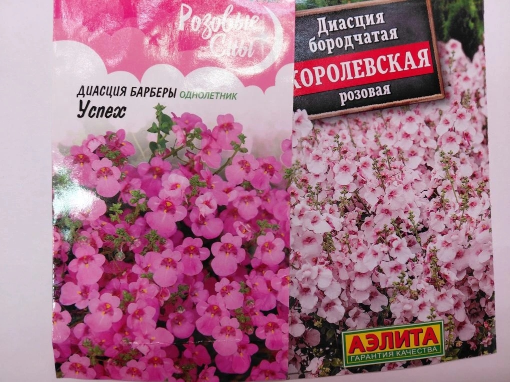 Семена диасции