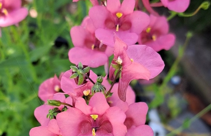 Диасция. Сажать или не сажать.