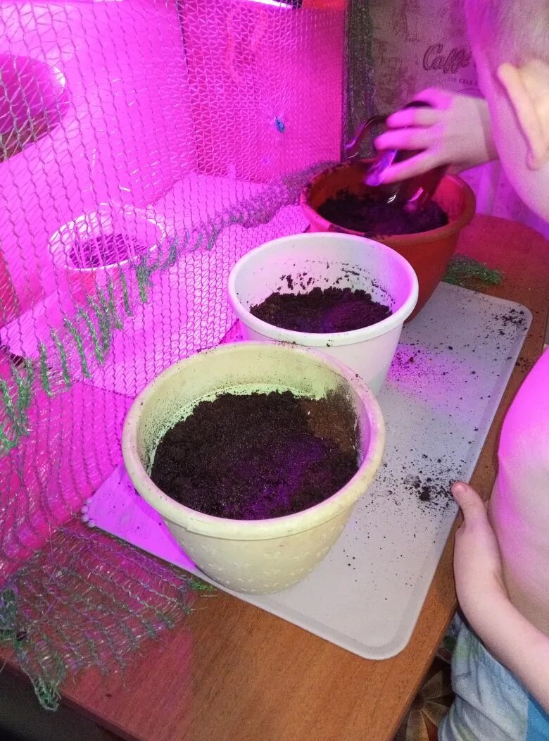 Сам поставил горшки и насыпал землю 