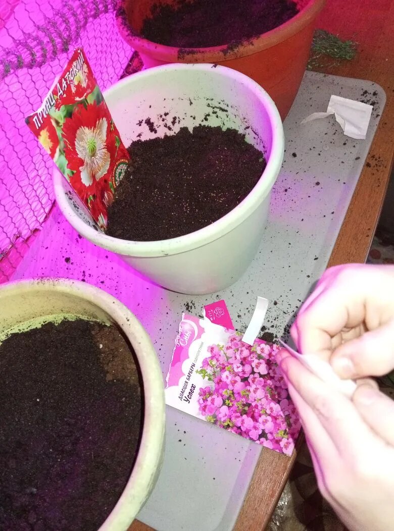 Распаковал семена и  насыпал на  земляной ком