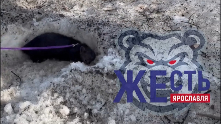    Жесть Ярославль
