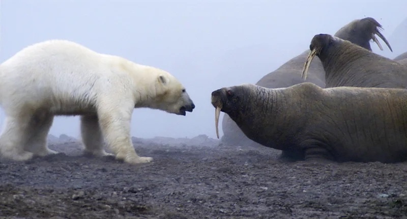 В эпизоде «Ледяные миры» сериала «Планета Земля» голодный белый медведь напал на стадо взрослых моржей (Фото: BBC/ Planet Earth)