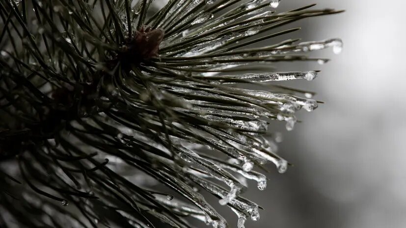    Источник: russian.rt.com Мила Кузнецова