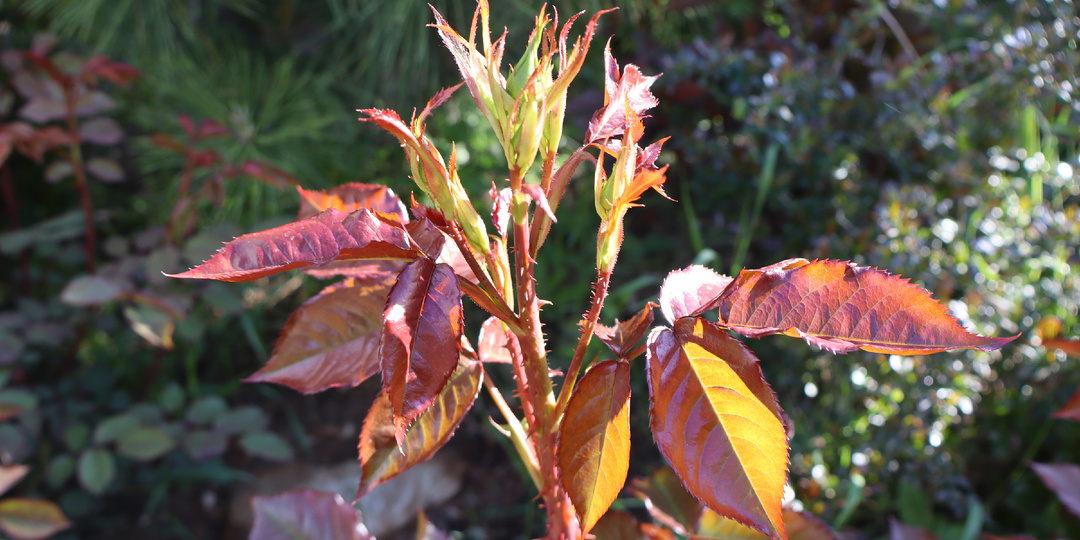 Что делать в саду, когда наступает тепло? Зарисовка-настроение