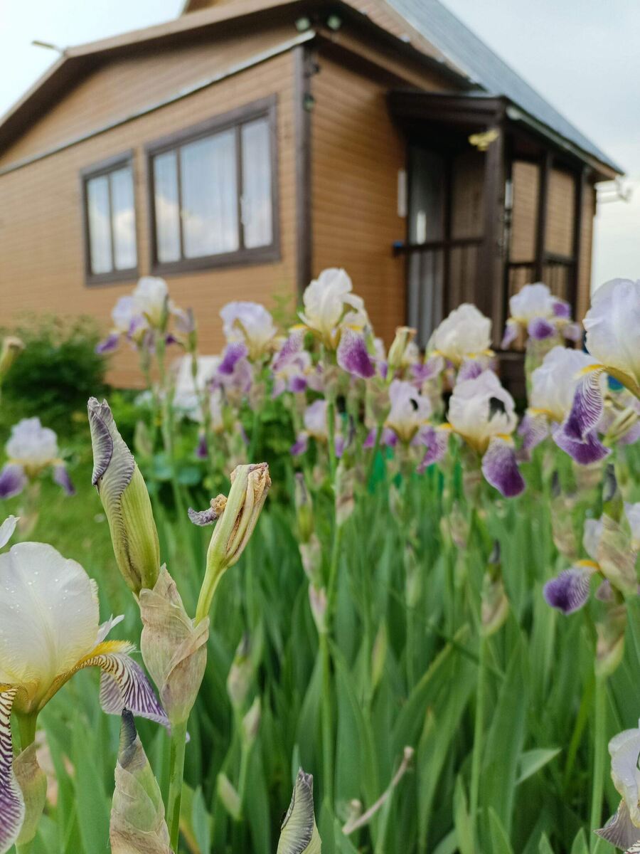 Ирис бородатый